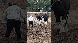 Traditional Horse Ploughing at the Forest of Arden Ploughing Match Sunday 15th September 2024 [upl. by Nivel]