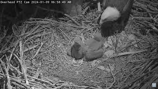 Captiva Eagle Cam 09012024 0646 [upl. by Elwira]