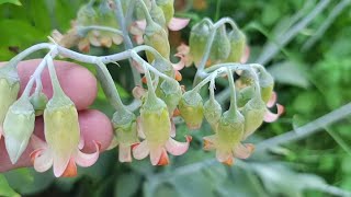 Cotyledon orbiculata [upl. by Margherita]