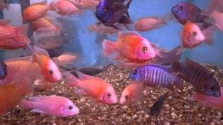 Aulonocara firefish and firefish quot Icequot [upl. by Anaugahs]