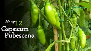 My favorite 12 species of Capsicum Pubescens HD  Chilli Regulus [upl. by Ortiz95]