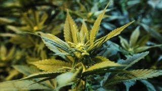 How to Invest in Legalized Marijuana [upl. by Kcirdahs]