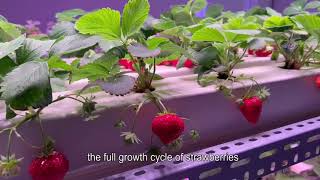 Indoor Vertical Farming  Commercial strawberry cultivation  GE35 Costeffective Grow Light [upl. by Wappes]