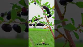 Phyllanthus Reticulatus Nature Beautynature explore shorts viralvideo [upl. by Cristen]