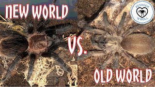 NEW World Vs OLD World Tarantula  Rehouse [upl. by Zacks]