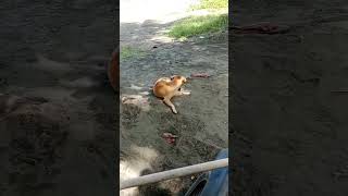 BrownieAsong gala trending dog viralshorts blogger satisfying youtube [upl. by Lugar]