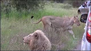 Casper the white lion seen with the cubs near Satara  Kruger Park [upl. by Debera324]