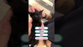 kitten makes the weirdest cutest sound 🥹🐱🗣️ kitten meow cat [upl. by Schoenfelder244]