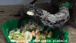 Ctenosaura pectinata piebald [upl. by Schriever]