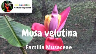 Conoce los increíbles frutos de Musa velutina banana rosa o plátano peludo [upl. by Tjaden706]