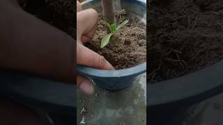 Croton care tips  How to care CROTON PLANT croton short crotoneshort [upl. by Enidaj]