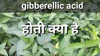 जिब्रेअलिक एसिड हॉर्मोन के बारे में संपूर्ण जानकारी ।Gibberellic acid plants compelet information [upl. by Seiden]