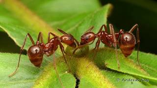 Bodyguard Ants feeding on Extrafloral Nectaries of a Plant [upl. by Lucienne846]