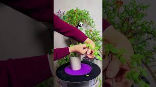 Techniques pruning put fertilizer for plants flower in pot garden diy flower garden [upl. by Uyekawa]