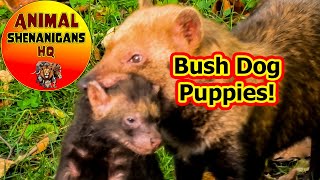 Bush Dog Pups Trying To Keep Up with Mum amp Itchy Bum Finale [upl. by Furnary]