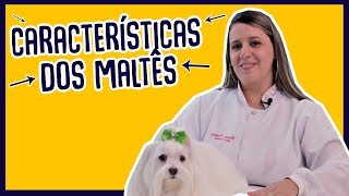 CUIDADOS E CARATERÍSTICAS DO MALTÊS [upl. by Nomelc]