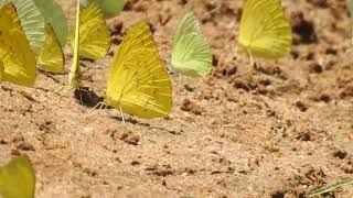 Common Grass YellowEurema hecabe [upl. by Steele845]