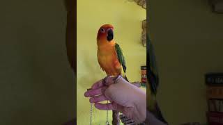 sun conure talking [upl. by Nivonod]