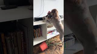 Funny amp Cute Cats Compilation 😻 shorts [upl. by Wenn]