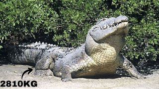 TOP 10 LARGEST CROCODILES YOU WONT BELIEVE [upl. by Nalro121]