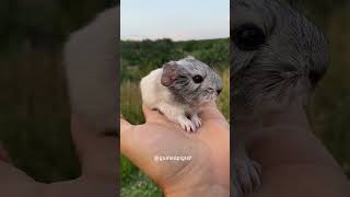 Agouti silver baby guinea pig 🙂 guineapigcage guineapigs guineapig guineapiggies guineapiggie [upl. by Olney795]