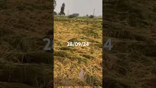 Jatt Kehre Pind Renda music rain farming farmlife comedy [upl. by Hoagland]