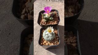 FIRST TIME FLOWERING ARIOCARPUS FISSURATUS AND TURBINICARPUS JAUERNIGII BEAUTIFUL plants cactus [upl. by Bree]