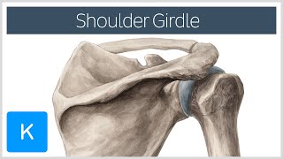 Shoulder Pectoral Girdle  Muscles and Movements  Human Anatomy  Kenhub [upl. by Atiekahs]