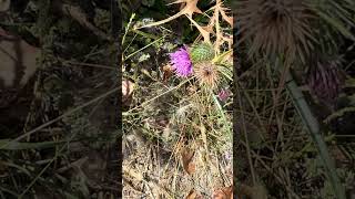 188 Pretty Orange and Brown Moths on Purple Thistle IMG 31641 [upl. by Nhguavaj]