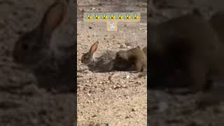 🐇🐇🐇video banane wale ko bahut maja aaya hoga 😡 [upl. by Ateuqirne]