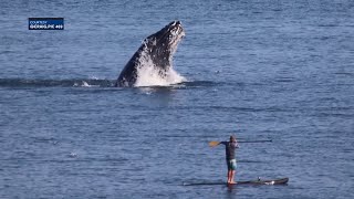 Massachusetts celebrates Right Whale Day [upl. by Riha493]