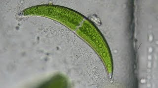 Crescent Shaped Algae Closterium moniliferum [upl. by Melantha]