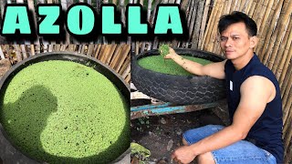 AZOLLA FARMING  HOW TO CULTURE AZOLLA [upl. by Bushweller119]