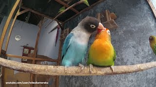 1 Hour Lovebird Sounds  February 8 2019 [upl. by Nobel956]