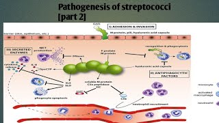 Pathogenesis of streptococci  part 2  levinson Microbiology [upl. by Olette]