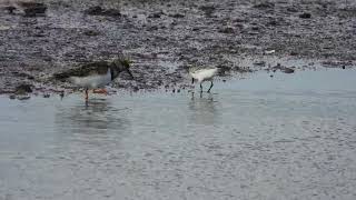 Sanderling Piovanello tridattiloCalidris alba Ruddy Turnstone Voltapietre Arenaria interpres [upl. by Ettedranreb]