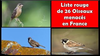 Des OISEAUX MENACES ou en DANGER en FRANCE 12  DOCUMENTAIRE [upl. by Oznecniv]