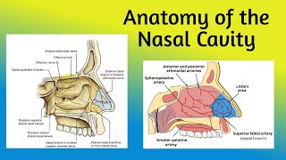 Anatomy of the nasal cavity  Boundaries Vestibule Nasal cavity proper [upl. by Ellenaj]