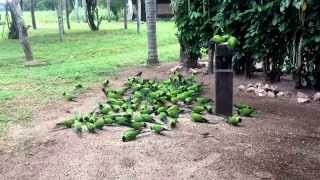 Wild Nanday Conures [upl. by Nediarb]