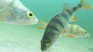 Recording Redfin Perch in clear water [upl. by Irollam]