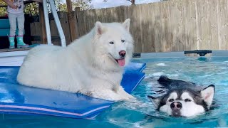 Malamute Refuses To Listen When Told To Get Out Of The Pool [upl. by Niklaus]