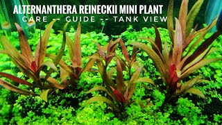 ALTERNANTHERA REINECKII MINI PLANT  ALTERNANTHERA REINECKII MINI PLANT CARE GUIDE  AR MINI PLANT [upl. by Eellehs581]