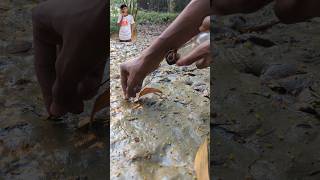 Finding Oysters From Muddy Soilshortsmudvideo [upl. by Lanos]