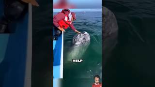 Whale shows gratitude after man removes painful barnacles ocean shortsvideo [upl. by Piero]