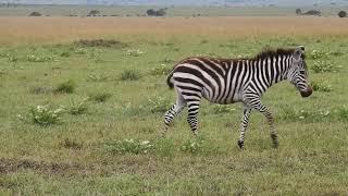 Grants Zebra [upl. by Ahens]