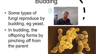 H4 Reproduction In Fungi [upl. by Nagoh]