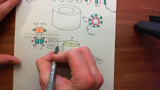 Receptor Tyrosine Kinases Part 14 [upl. by Id781]