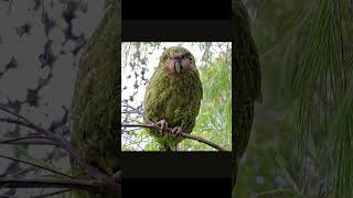 Kakapo parrotFlightlessNocturnalNew zealandshorts [upl. by Wildermuth814]