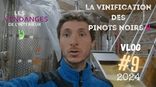 Vlog vigneron 9  changement de stratégie pour la vinification des Pinots Noirs  vendanges 2024 [upl. by Animrelliug]