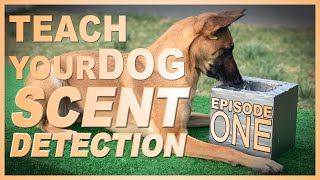 How to Teach Your Dog Scent Detection Episode 1 [upl. by Aerdied]